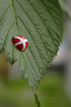 lady bug